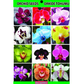 50 ADET MAVİ SİYAH GÜL ÇİÇEK Tohumu + 10 ADET HEDİYE K.ORKİDE TOHUMU thumbnail 3