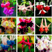 10 ADET KARIŞIK RENK Küpe ÇİÇEĞİ  TOHUMU + 10 ADET HEDİYE K.R. ORKİDE ÇİÇEK TOHUMU - 2