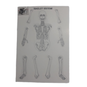 iskelet sistemi modeli (birleştirmeli) 35 cm - 1