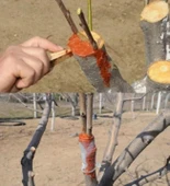 Pro-Max Aşı ve Budama Macunu 500 G thumbnail 2