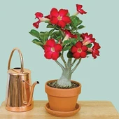 5.5 luk Saksıda Kırmızı Adenium Çöl Gülü Çiçeği Fidanı - 1