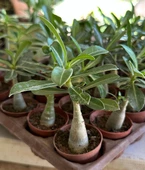 5.5 luk Saksıda Kırmızı Adenium Çöl Gülü Çiçeği Fidanı - 4