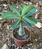 5.5 luk Saksıda Kırmızı Adenium Çöl Gülü Çiçeği Fidanı - 3