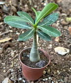 5.5 luk Saksıda Kırmızı Adenium Çöl Gülü Çiçeği Fidanı - 5