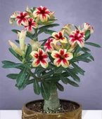 5.5 luk Saksıda Sarı Kırmızı Adenium Çöl Gülü Çiçeği Fidanı - 1