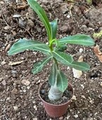 5.5 luk Saksıda Sarı Kırmızı Adenium Çöl Gülü Çiçeği Fidanı - 4