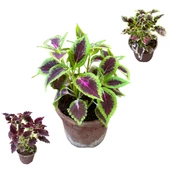 3 Adet Farklı Tür Yaprak Güzeli Çiçek Seti thumbnail 1