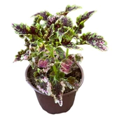 3 Adet Farklı Tür Yaprak Güzeli Çiçek Seti thumbnail 4