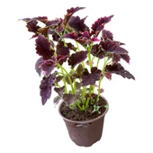 3 Adet Farklı Tür Yaprak Güzeli Çiçek Seti thumbnail 2