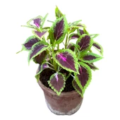 3 Adet Farklı Tür Yaprak Güzeli Çiçek Seti thumbnail 3