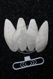 4 Adet Temizlenmiş Mürekkep Balığı (Kalamar) Kemiği 7-8cm ve Tutacak - 1
