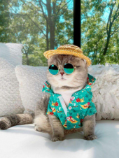 Kedi Güneş Gözlüğü 8 cm - Parlak Yeşil - 1