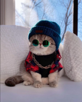 Kedi Güneş Gözlüğü 8 cm - Parlak Yeşil - 3