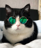 Kedi Güneş Gözlüğü 8 cm - Parlak Yeşil - 4