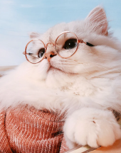 Petistera Kedi Gözlüğü 7 cm - Şeffaf - 5