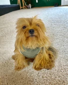 Midnight Green Atlet Köpek Kıyafeti  Köpek Elbisesi thumbnail 3