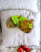 Pink Strawberry Atlet Köpek Kıyafeti  Köpek Elbisesi thumbnail 5