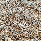 Eşref Şekerli Rye Grass, Reygras Otu, İtalyan Çimi (Süt Otu) Tohumu 25 KG - 2