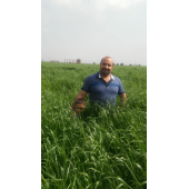 Eşref Şekerli Rye Grass, Reygras Otu, İtalyan Çimi (Süt Otu) Tohumu 25 KG - 3