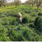 Eşref Şekerli Rye Grass, Reygras Otu, İtalyan Çimi (Süt Otu) Tohumu 25 KG - 4