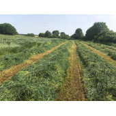Eşref Şekerli Rye Grass, Reygras Otu, İtalyan Çimi (Süt Otu) Tohumu 25 KG - 5
