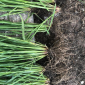 Eşref Şekerli Rye Grass, Reygras Otu, İtalyan Çimi (Süt Otu) Tohumu 25 KG - 6