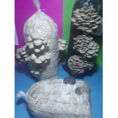8 lt 4 kg istiridye mantar kompostu - 2