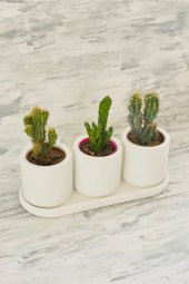 Kaktüs & Sukulent Dekoratif Beton Saksı (BİTKİSİZ) - 2