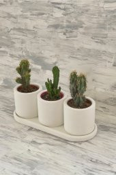 Kaktüs & Sukulent Dekoratif Beton Saksı (BİTKİSİZ) - 3