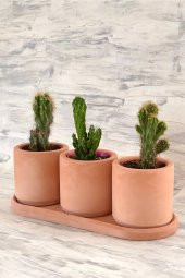 Kaktüs & Sukulent Dekoratif Beton Saksı (BİTKİSİZ) - 3