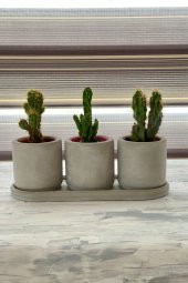 Kaktüs & Sukulent Dekoratif Beton Saksı (BİTKİSİZ) - 1