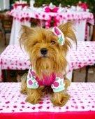 Fruit Party Tişört ve İç Çamaşırı Set Köpek Kıyafeti Köpek Kostümü - 7