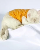 Orange Stripe Atlet Kedi Kıyafeti Kedi Elbisesi - 2