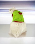 Pink Strawberry Atlet Kedi Kıyafeti Kedi Elbisesi - 9