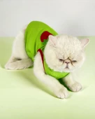 Pink Strawberry Atlet Kedi Kıyafeti Kedi Elbisesi - 1