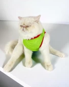 Pink Strawberry Atlet Kedi Kıyafeti Kedi Elbisesi - 2