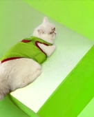 Pink Strawberry Atlet Kedi Kıyafeti Kedi Elbisesi - 6