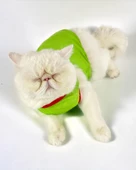 Pink Strawberry Atlet Kedi Kıyafeti Kedi Elbisesi - 5