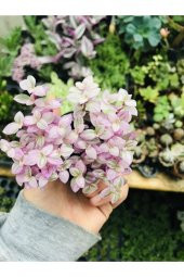 Calisia Repens Pink Lady Minik Pembe Yapraklı Telgraf Çiçeği - 1