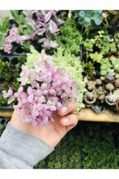 Calisia Repens Pink Lady Minik Pembe Yapraklı Telgraf Çiçeği - 3