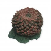 CNC Pet Fanus Akvaryum Süsü Dekoru Aksesuarı Peyzaj Kırmızı Mercan 6,5x4x4cm - 1
