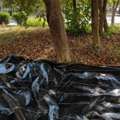 ZEYTİN TIRMIĞI + ZEYTİN DİLME APARATI + FIRÇA SAPI + 5x10 ZEYTİN SERGENİ JÜT ZEYTİN TOPLAMA TARAĞI TABAN ÖRTÜSÜ ZEYTİN ÇİZME ALETİ - 7