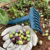 ZEYTİN TIRMIĞI + ZEYTİN DİLME APARATI + FIRÇA SAPI + 5x6 ZEYTİN SERGENİ JÜT ZEYTİN TOPLAMA TARAĞI TABAN ÖRTÜSÜ ZEYTİN ÇİZME ALETİ - 4