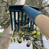 ZEYTİN TIRMIĞI + ZEYTİN DİLME APARATI + FIRÇA SAPI + 5x6 ZEYTİN SERGENİ JÜT ZEYTİN TOPLAMA TARAĞI TABAN ÖRTÜSÜ ZEYTİN ÇİZME ALETİ - 5