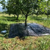 ZEYTİN TIRMIĞI + ZEYTİN DİLME APARATI + FIRÇA SAPI + 5x6 ZEYTİN SERGENİ JÜT ZEYTİN TOPLAMA TARAĞI TABAN ÖRTÜSÜ ZEYTİN ÇİZME ALETİ - 6