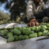 5X4 METRE ZEYTİN SERGENİ ZEYTİN TOPLAMA ÖRTÜSÜ FINDIK FISTIK DUT TOPLAMA FİLESİ BEYAZ HASAT TABAN ÖRTÜSÜ - 2