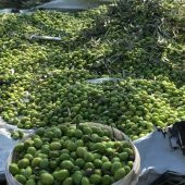 5X4 METRE ZEYTİN SERGENİ ZEYTİN TOPLAMA ÖRTÜSÜ FINDIK FISTIK DUT TOPLAMA FİLESİ BEYAZ HASAT TABAN ÖRTÜSÜ - 4