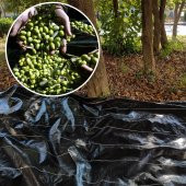 5X5 METRE ZEYTİN SERGENİ ZEYTİN TOPLAMA ÖRTÜSÜ FINDIK FISTIK DUT TOPLAMA FİLESİ HASAT TABAN ÖRTÜSÜ - 1