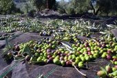 5X5 METRE ZEYTİN SERGENİ ZEYTİN TOPLAMA ÖRTÜSÜ FINDIK FISTIK DUT TOPLAMA FİLESİ HASAT TABAN ÖRTÜSÜ - 3
