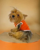 Basic Orange Atlet Köpek Kıyafeti  Köpek Elbisesi - 1